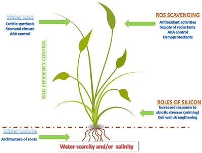 Poaceae vs. Abiotic Stress: Focus on Drought and Salt Stress, Recent Insights and Perspectives